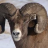 Bighorn